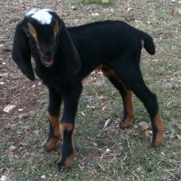 Dora, 04/14/11